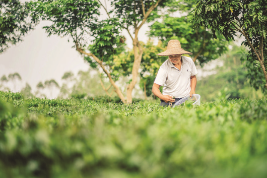 ▼茶產業是柏塘鎮的優勢產業。這是茶農在采茶。