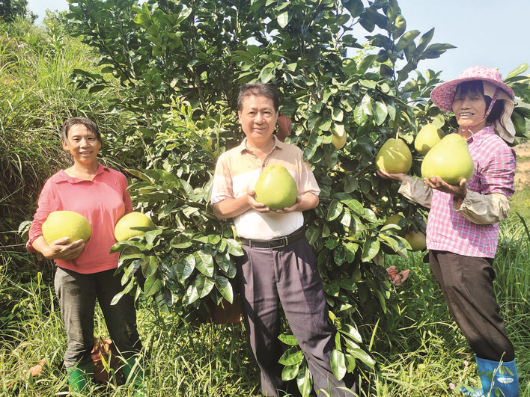     惠城區橫瀝鎮小嵐村的蜜柚迎來豐收。