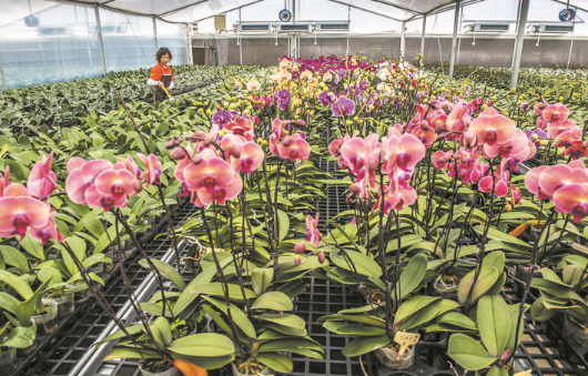     楊村鎮羊和村的蝴蝶蘭花讓村民增收，走出致富路。   惠州日報記者周楠 攝