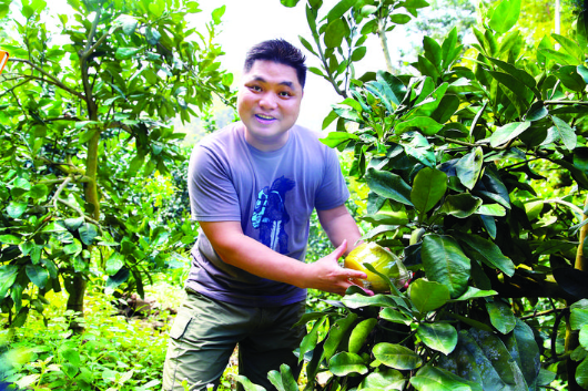 楊志豐在大東坑林場種植240畝柚子。 惠州日報記者鐘暢新 攝