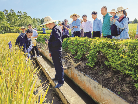 觀摩會上示范展示新引進的優質絲苗米金獎品種。惠州日報記者劉建威 通訊員單澤林 王瑞紅 攝