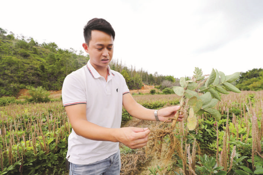 張智康向記者介紹石參種植情況。 本組圖片 惠州日報記者楊建業 攝