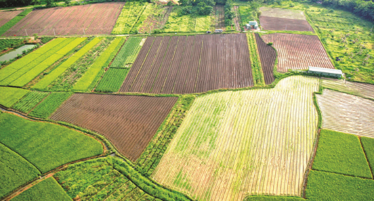 張智康在惠東、龍門、惠陽等地都建立了中藥材種植基地。這是位于龍門龍城街道陳村村的中藥材種植基地。