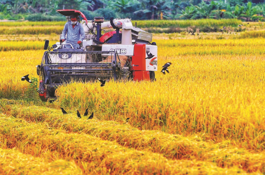 農(nóng)民忙著用收割機收割稻谷。