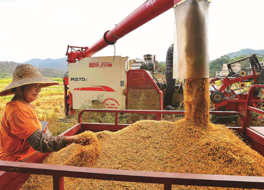 農(nóng)民用機器裝袋包裝稻谷。