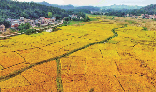 稻浪滾滾一派豐收景象。
