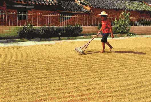 村民在曬稻谷。