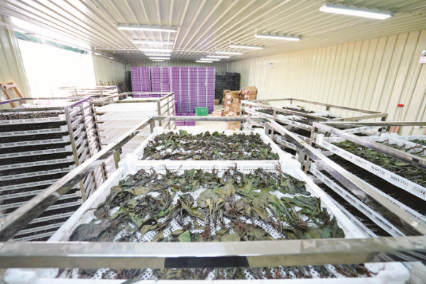 經(jīng)過風(fēng)干的板藍(lán)根葉將制作成菜干,銷往深圳等地。