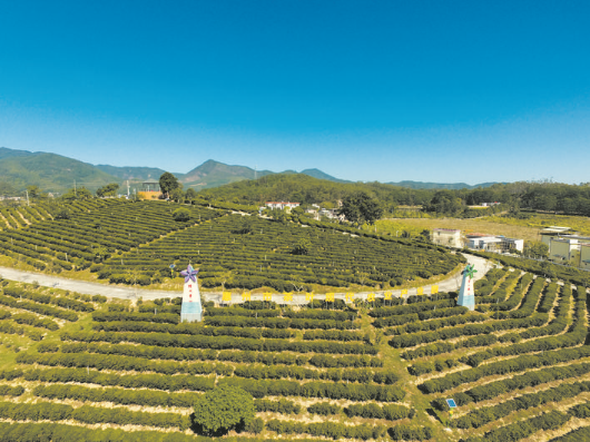 博羅縣柏塘鎮石崗村智慧生態茶園示范基地。 市農業農村綜合服務中心供圖