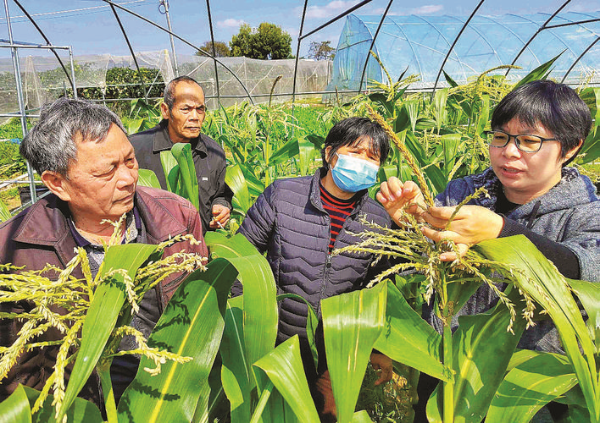 專家到田間開(kāi)展技術(shù)指導(dǎo)。惠州日?qǐng)?bào)記者朱金贊 攝