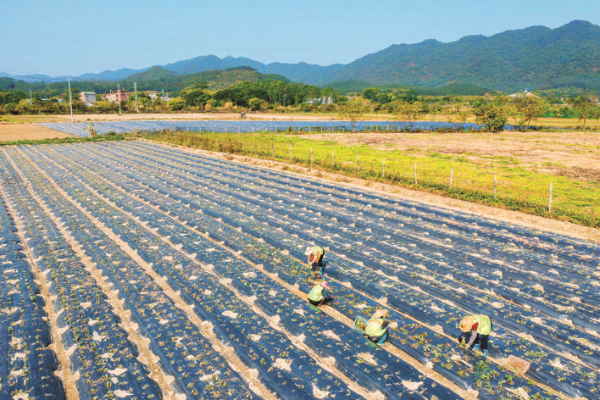 康祥芳香農業示范園種植紅腳艾100多畝。惠州日報記者周楠 攝