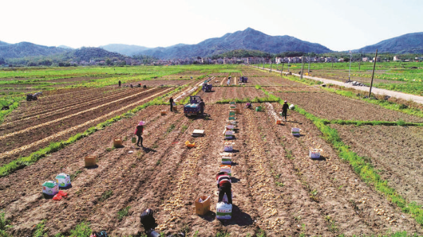 鐵涌被稱為“馬鈴薯之鄉”,種植馬鈴薯已有數十年歷史。