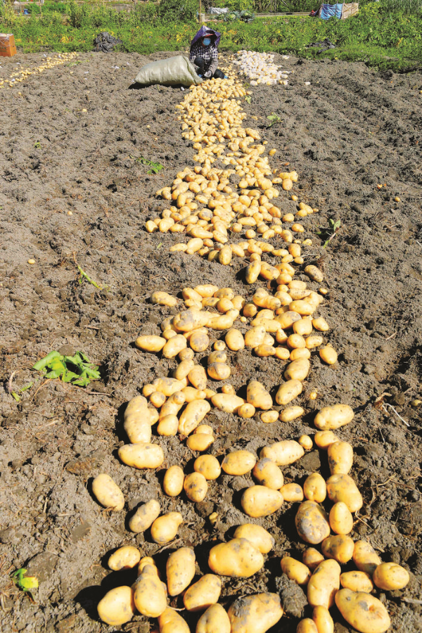 馬鈴薯迎豐收。