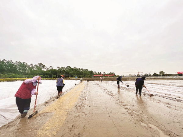     惠陽區農業農村綜合服務中心的試驗田開始播種培育秧苗。