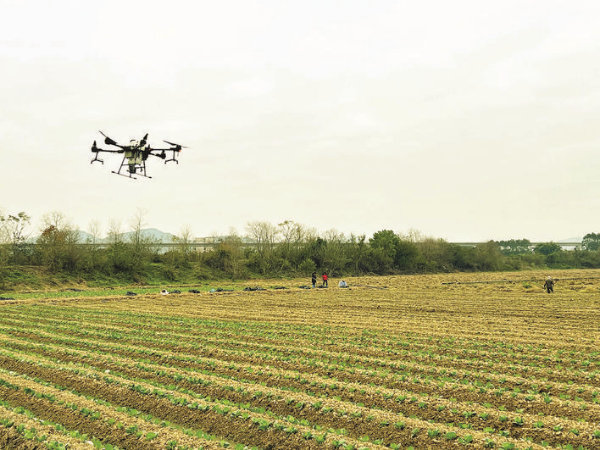     良井霞角村一處撂荒耕地復耕，無人機低空飛行施肥。