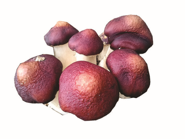 赤松茸。 惠州日報記者鄧惠婷 謝菁菁 彭紅霞 攝