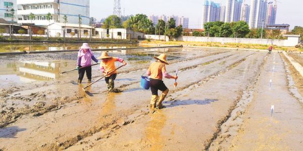 工作人員在育種試驗田內整地播種。 惠州日報記者劉建威 攝