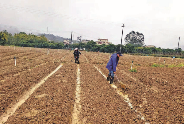 村民在起壟準(zhǔn)備種蔬菜。