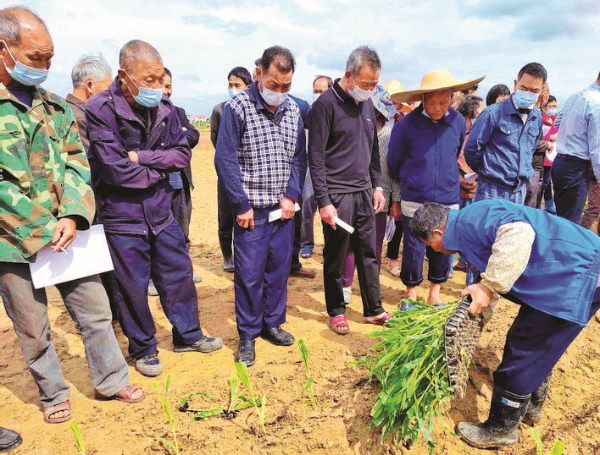農(nóng)技專家傳授甜玉米種植技術(shù)。 惠州日?qǐng)?bào)記者朱金贊 攝