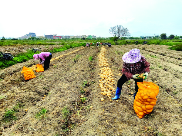 農戶在采收馬鈴薯。 惠州日報記者劉建威 通訊員湯倩 攝