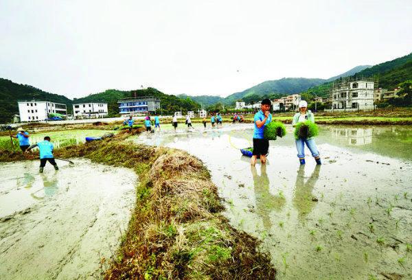 一株株水稻秧苗拋入田中。 惠州日報記者黃尉宏 通訊員黃坤 攝