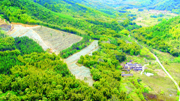 ▼村民盤活山地種植茶葉。