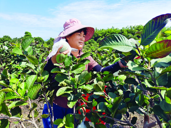 幫鎮(zhèn)扶村工作隊幫忙賣果,解了果農燃眉之急。
