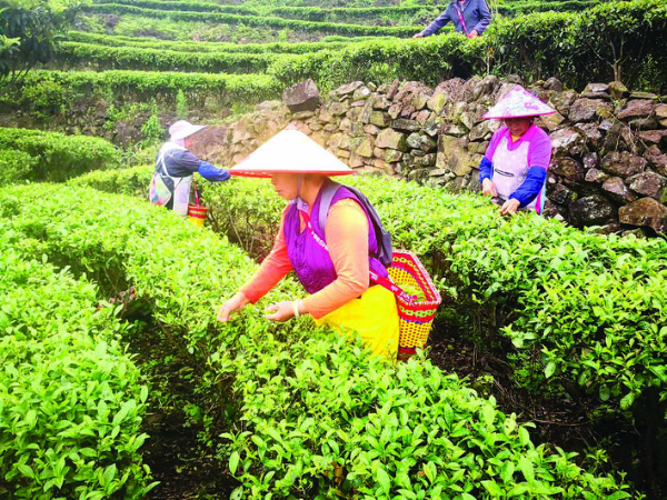     每人每天可以采茶8~10斤。