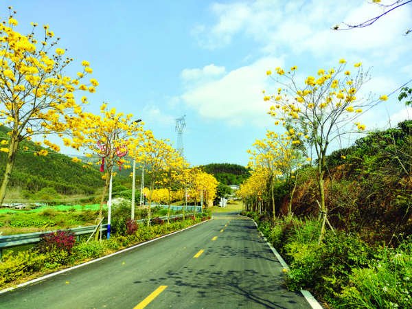     升級改造后Y888線大湖洋村段很漂亮。