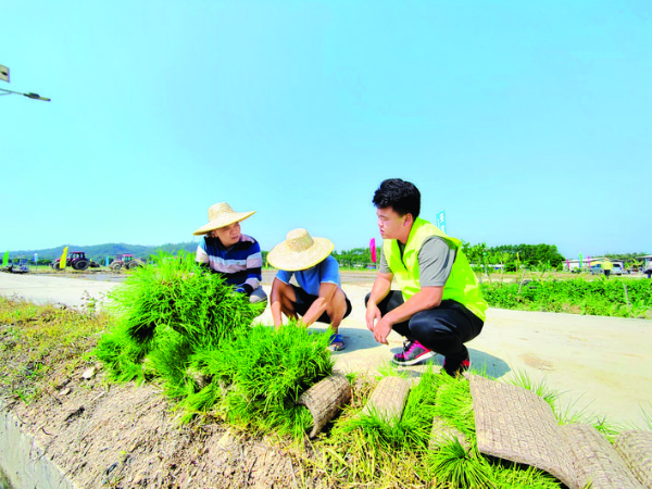 市農(nóng)科所科技團(tuán)隊(duì)在示范點(diǎn)開展技術(shù)指導(dǎo)。惠州日?qǐng)?bào)記者劉建威 通訊員湯倩 攝