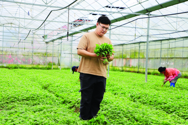 朱德彪堅守初心種植高品質蔬菜。