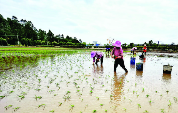 惠陽今年計劃投入上千萬元補貼水稻種植,提高農民種糧積極性。惠州日報記者黃尉宏 通訊員羅宇 攝