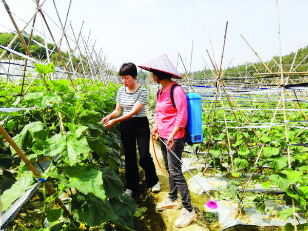 何娟(左)在指導農戶防治病蟲害。