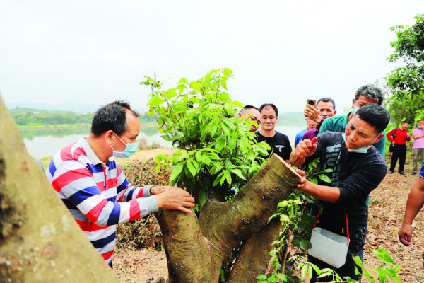     觀摩會現(xiàn)場，技術(shù)人員示范荔枝高接換種。
