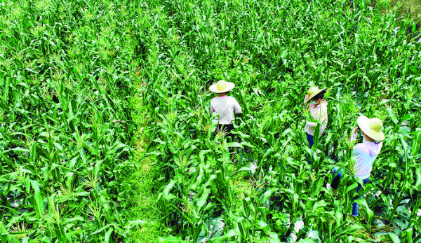     玉米地里一派繁忙。