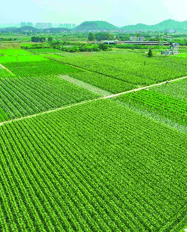     一片片甜脆玉米地非常壯觀。