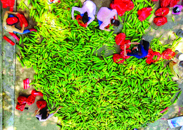     村民忙著打包玉米。