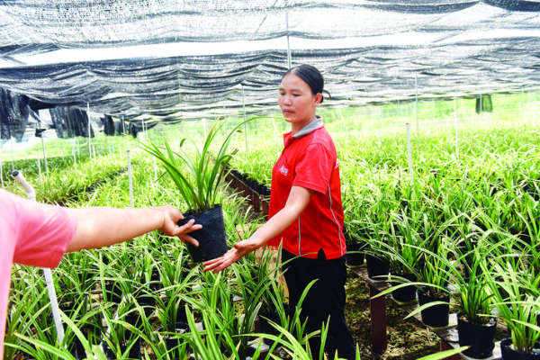 蘭花產業成為龍門特色產業之一。(資料圖片)