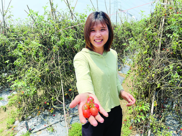 楊柳香不斷擴大種植規模。