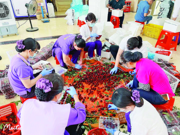     村民在打包楊梅。