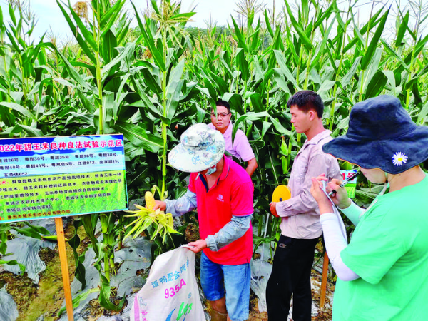     田間觀摩受農(nóng)戶歡迎。