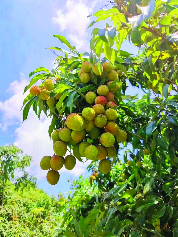     目前，鎮隆荔枝已開始上市。