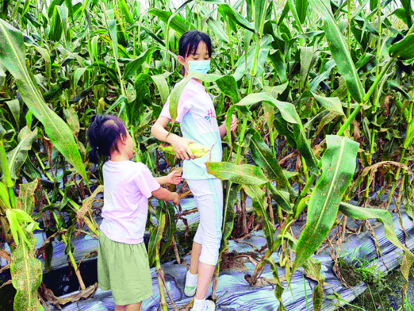     孩子們在希望田園摘玉米。