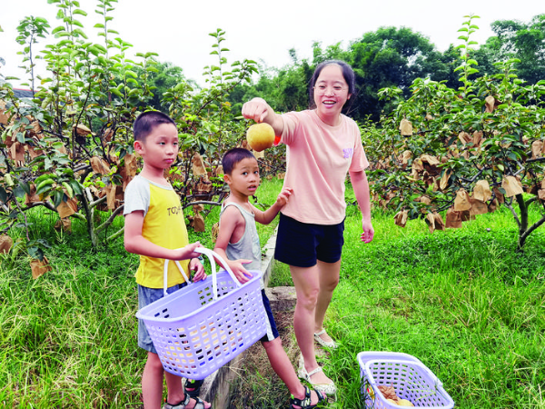     游客采摘早脆梨。    惠州日報記者李燕文 攝