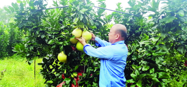     金黃蜜柚掛滿枝。