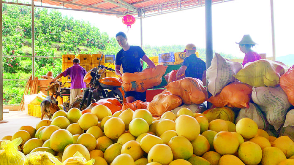     果場工作人員正在搬運剛采摘下來的蜜柚。惠州日報記者洪鵲兒 攝