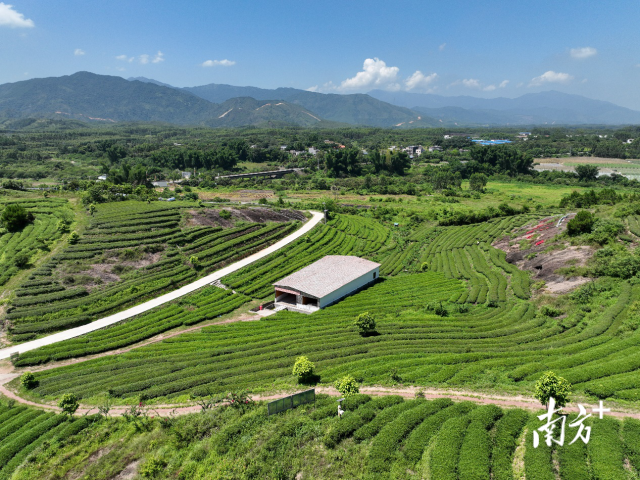 惠東縣巖茶農(nóng)業(yè)公園 惠東縣巖茶農(nóng)業(yè)公園