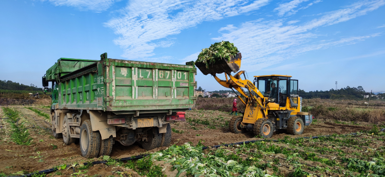 田間運(yùn)輸梅菜(1).jpg