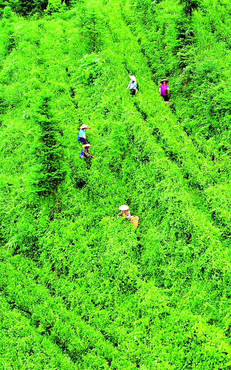 轉(zhuǎn)存圖片